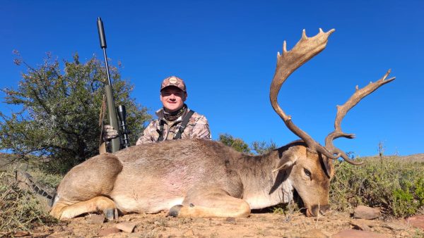 Fallow Deer