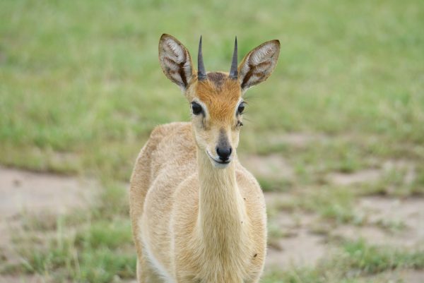 Oribi - Image 2